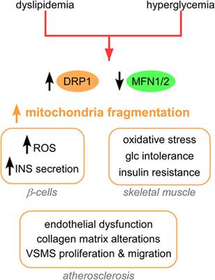 Mitochondrial Dynamics in Type 2 Diabetes and Cancer